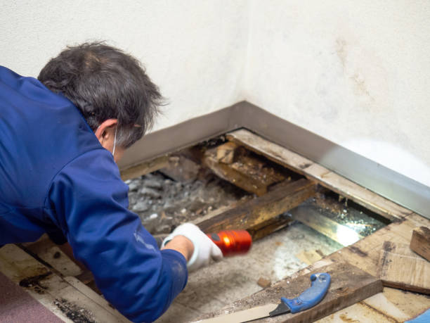 Professional Mold Removal in North Pembroke, MA