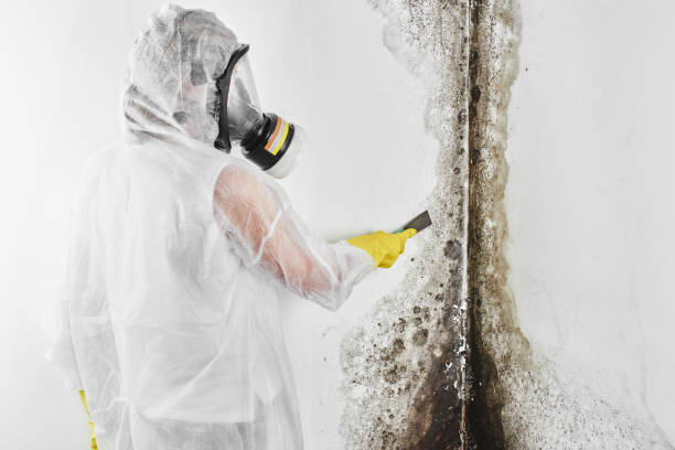 Attic Mold Removal in North Pembroke, MA
