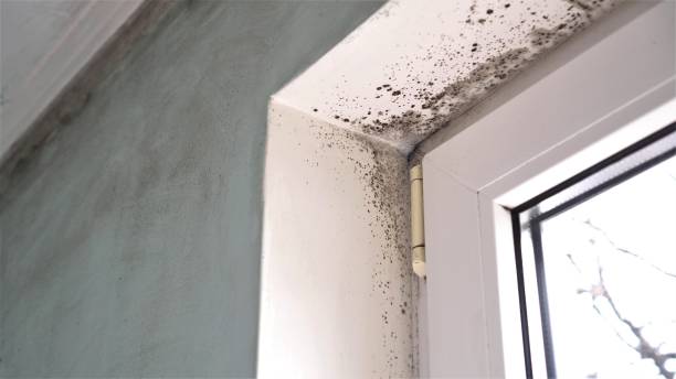 Best Toxic Mold Removal  in North Pembroke, MA