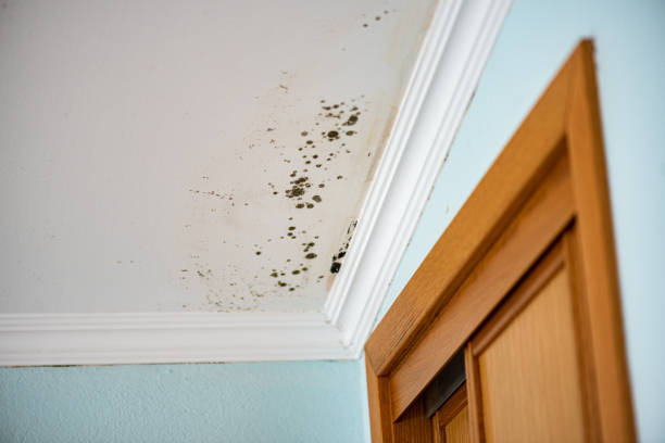 Best Mold Remediation  in North Pembroke, MA