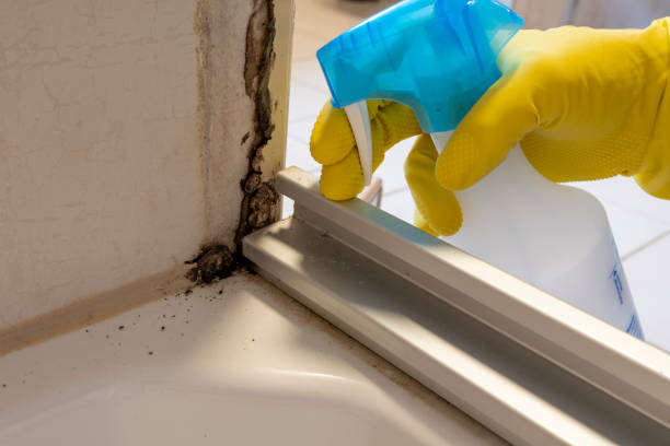 Mold Removal Process in North Pembroke, MA