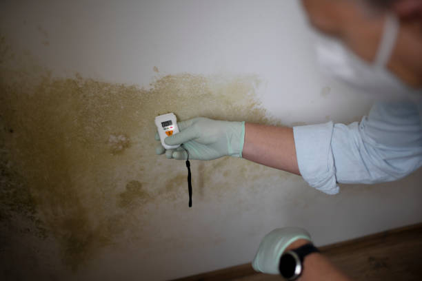 Home Mold Removal in North Pembroke, MA