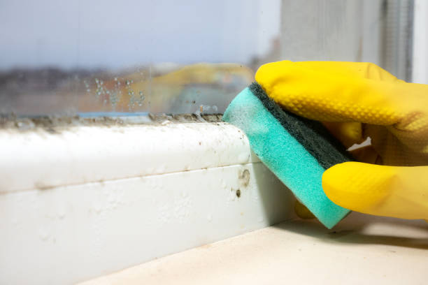 Best Mold Removal Near Me  in North Pembroke, MA