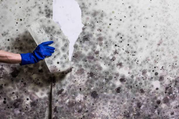 Best Black Mold Removal  in North Pembroke, MA