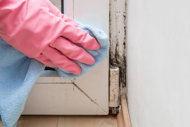 Best Certified Mold Removal  in North Pembroke, MA
