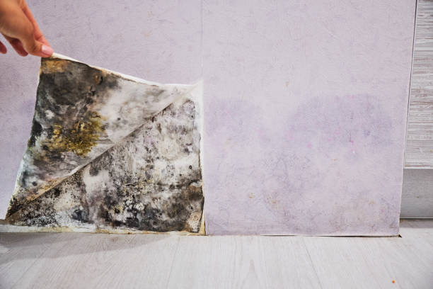 Best Affordable Mold Removal  in North Pembroke, MA